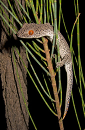 Golden-tailed geckos may be difficult to see, as they are nocturnal and often hide under loose bark. 