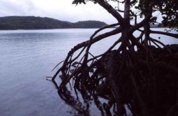 Image of Newry Island mangrove.