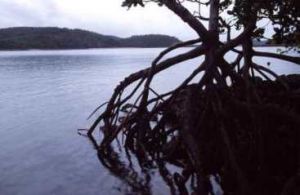 Mangroves in Newry Islands National Park. 