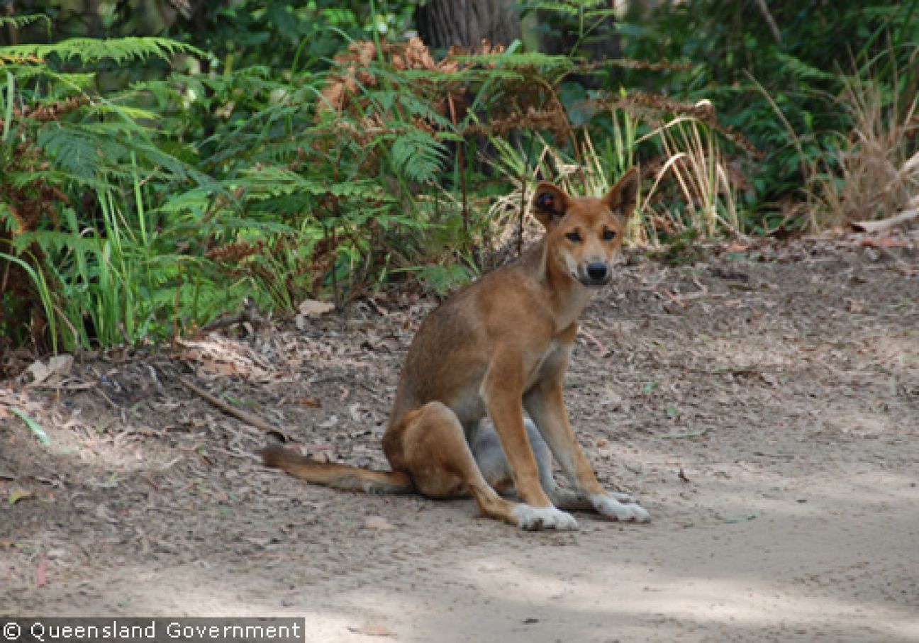 Fraser Island Dingoes