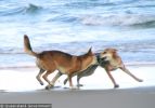 Fraser Island Dingoes
