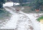 Fraser Island Dingoes