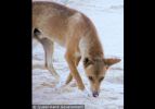 Fraser Island Dingoes
