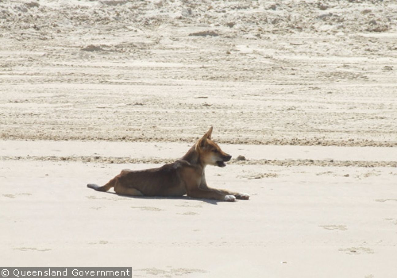 Fraser Island Dingoes
