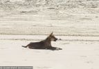Fraser Island Dingoes