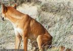Fraser Island Dingoes