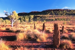 Termite mounds, silver-leaf box and bloodwoods are scattered throughout Boodjamulla's open grasslands, Queensland.