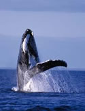 Image of a Humpback whale breaching, Moreton Bay Marine Park.
