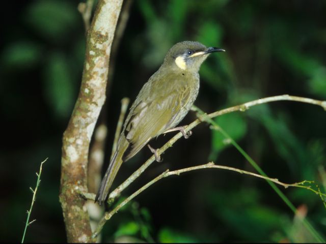 Moss's Well is a haven for many bird species, inlcuding Lewin's honeyeaters.
