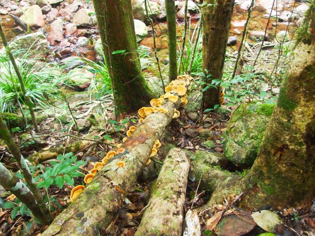 Look for colourful fungi along the Amama walk.