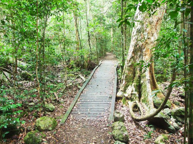 Enjoy lush natural rainforest on the Amama walk in Amamoor State Forest.