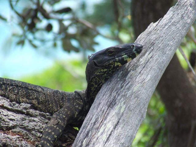 Be surprised by the lace monitors that sunbake on the tree trunks along the Coastal Walk.