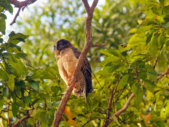 Look for rufous owls and other birds as you wander along on the Old Coen track.