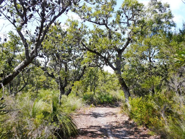 Enjoy one of the Bicentennial bushwalks.