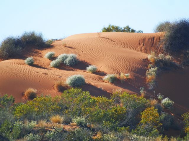 Look for tracks left by emus, kangaroos, goannas and skinks in the Diamantina sand dunes.