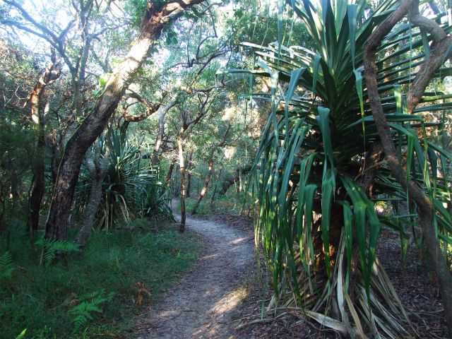 Sculptural pandanus trees line the sandy Alexandria Bay Walk.