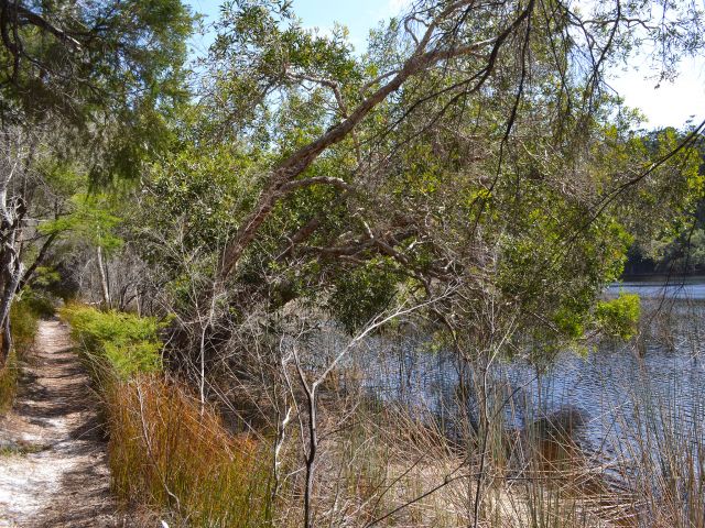 Follow the sandy track scattered with she-oak needles around reed-edged Lake Allom.