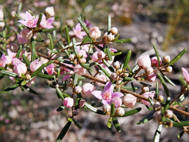 Wildflowers bloom in the wallum heath plain of the Banksia track between August and October.