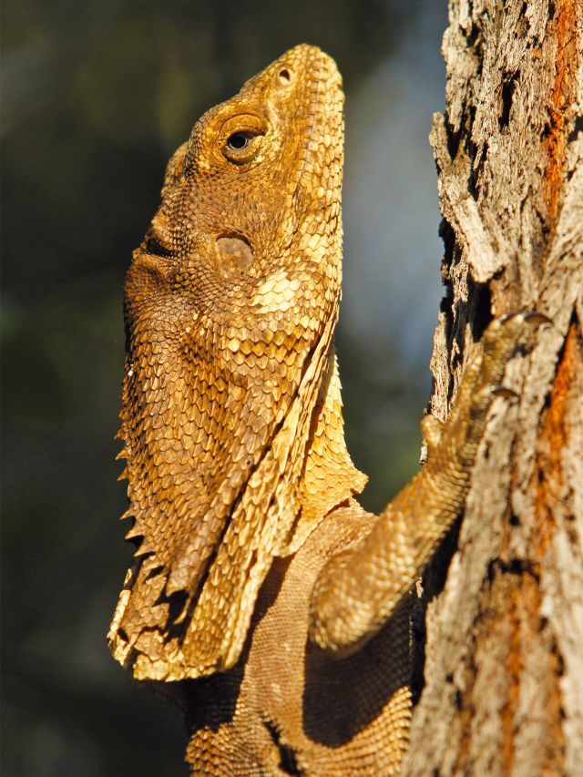 Frill-necked lizard on the Banksia track in Burrum Coast National Park.