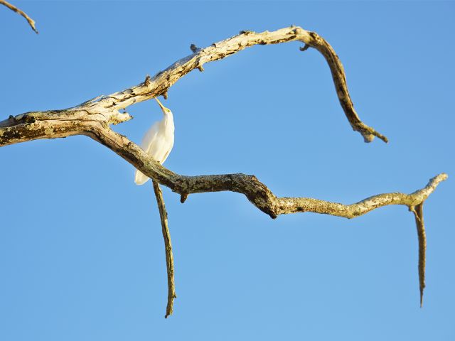 The Green Island beach walk provides excellent birdwatching opportunities.