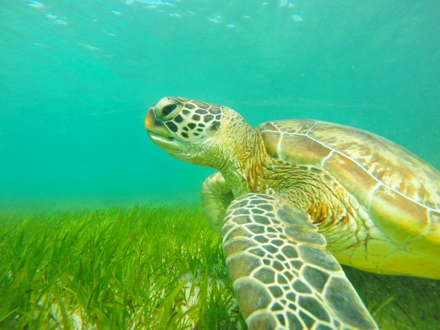 Green turtles are drawn to the waters around Green Island by the beds of undulating seagrass.
