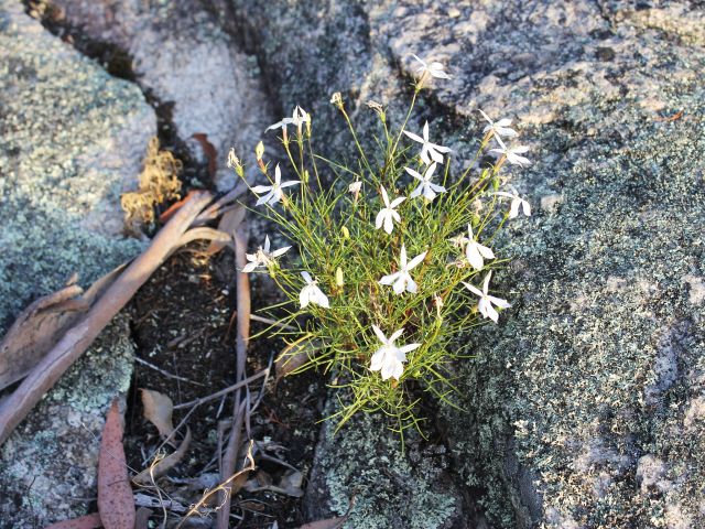 The Underground Creek track features spectacular wildflowers and varied birdlife.
