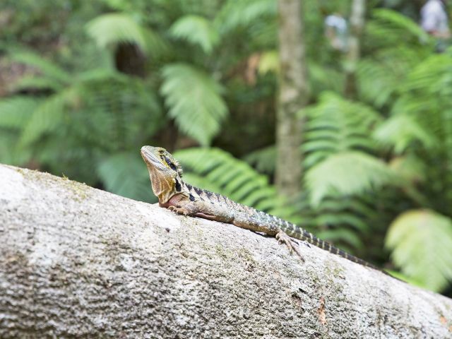 Water dragons like to hang out in the moist valley.