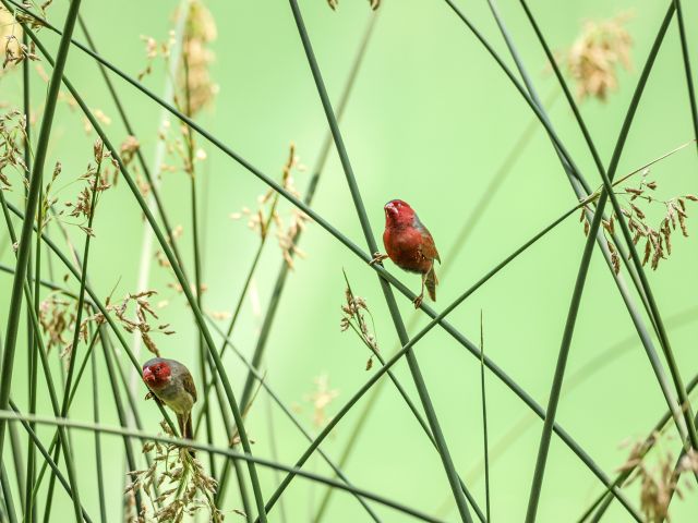 Paddle quietly and you may spot these beautiful crimson finches.