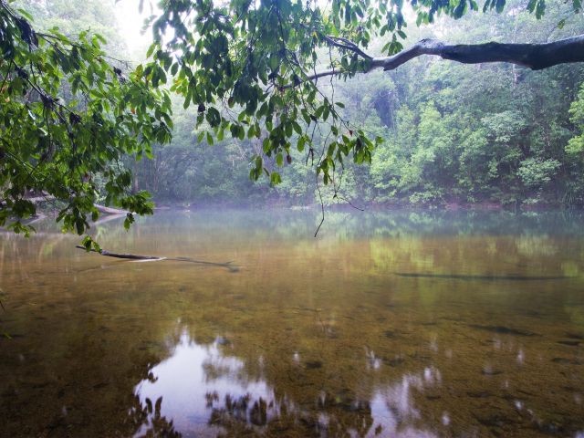 Take an early morning stroll along the Rainforest walk and watch the mist rising over the creek.