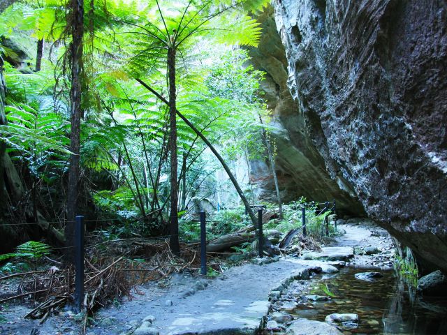 Walk beside large tree ferns and king ferns on the Ward's Canyon walk.