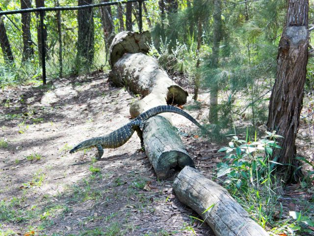 Don't share your picnic with the local lace monitors at Coochin Creek day-use area.