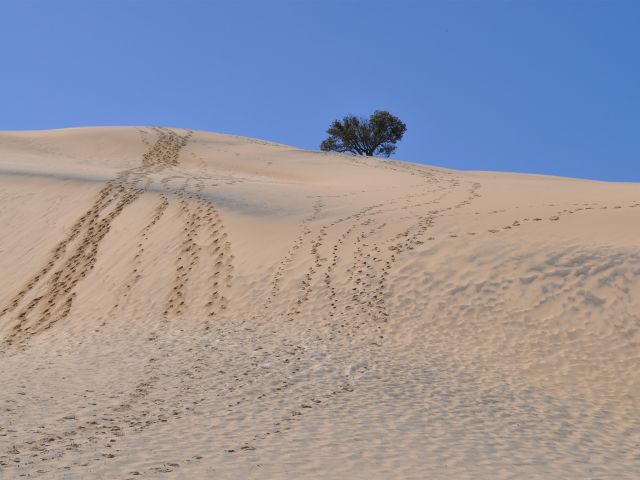 Footprints on Big Sandhills on the Southern Island discovery drive.