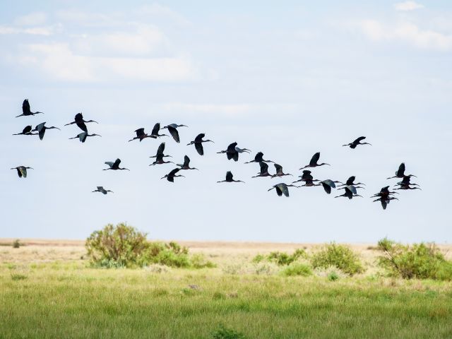 Black ibis take to the air south of the Ranger Headquarters (Diamantina Homestead).