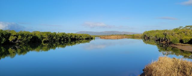 Tidal creek with mangroves