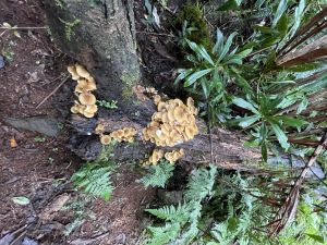 Image of rainforest fungi which comes in all shapes and sizes.