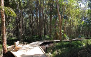 Photo of Paperbark trail boardwalk