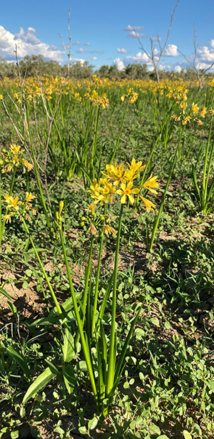 Image of Bulbine lilies flowering after a flood
