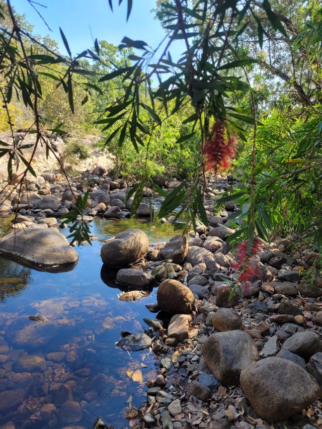 Weeping bottlebrush <em>Melaleuca viminalis</em> overhang the creek crossing.