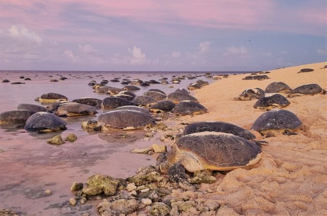Green turtles retuning to the water at sunrise.