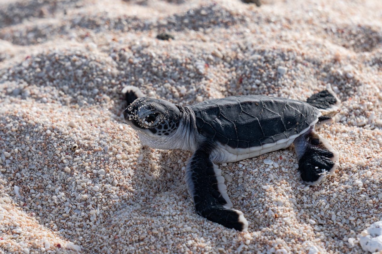 Green turtle hatchling.