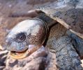 Close up of head and shoulders of a gulf snapping turtle which is grey and brown in colour. It has it’s mouth open slightly and looks like it’s smiling