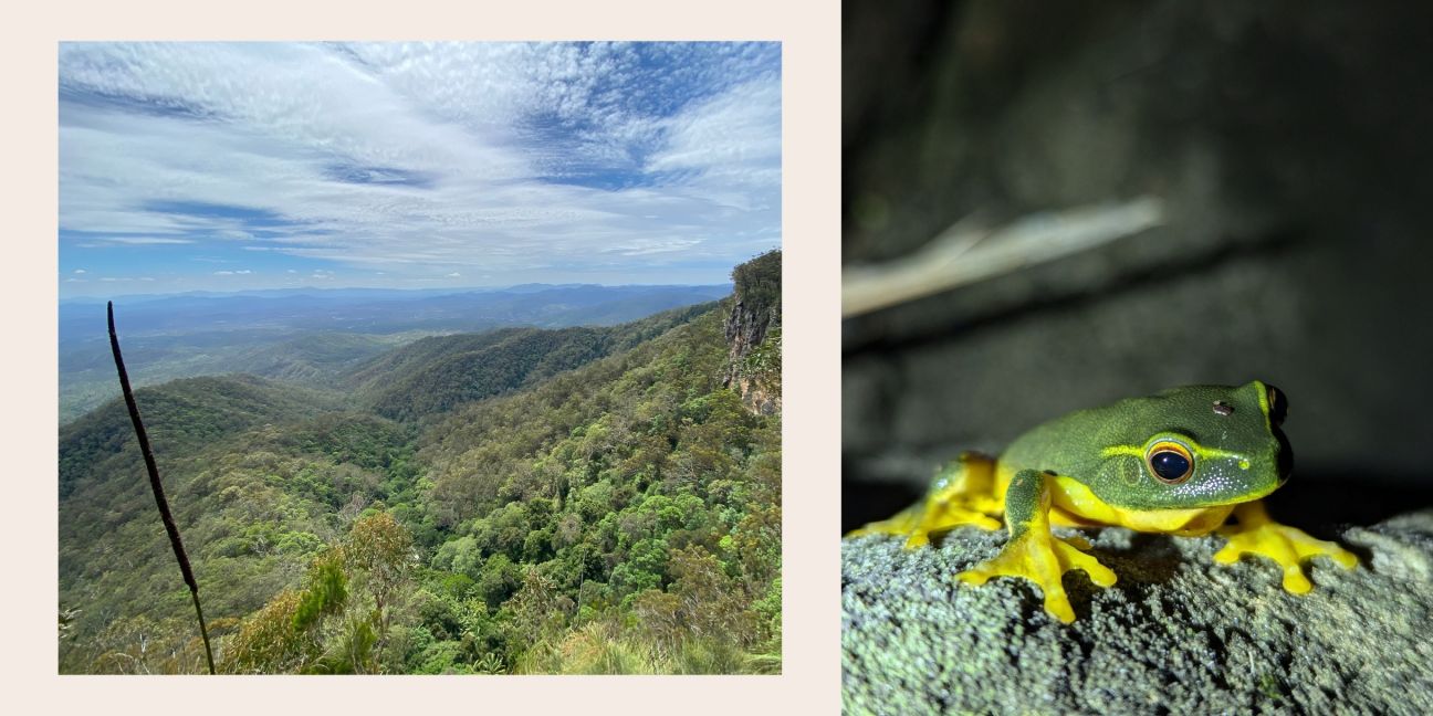 Left to right: the view from the eastern escarpment looking over the Boyne Valley, a close up of a green and yellow frog within the national park