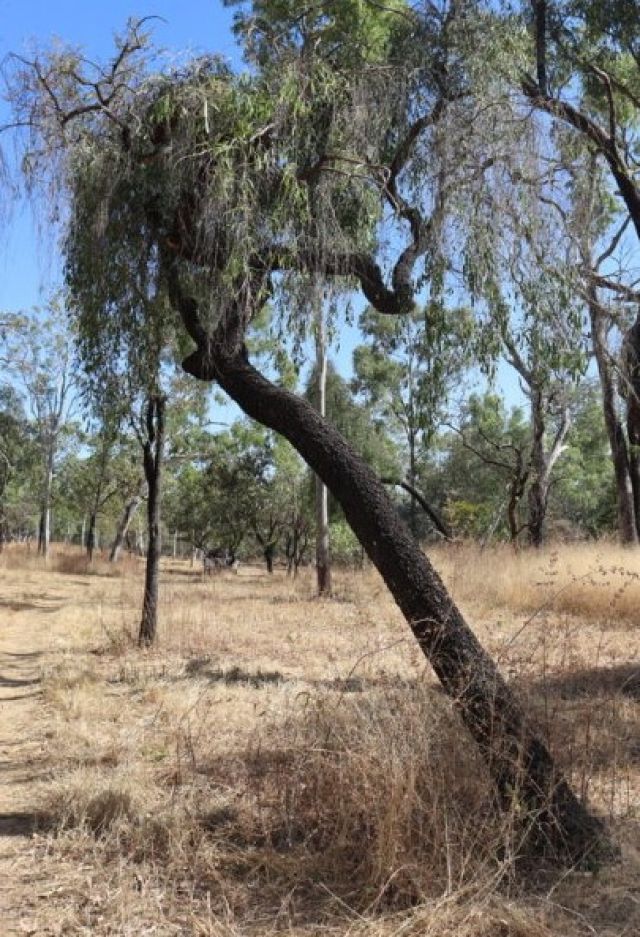 Photo of a Siphonodan pendulus at Mima Teti camping area