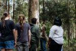 Photo of Wildlife Ranger showing koala scratch marks to a group of visitors.