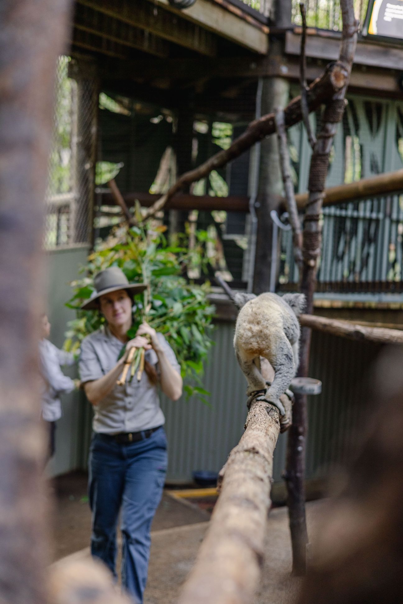 Photo of Wildlife Ranger bringing fresh eucalyptus leaf to female koala, Wynter.
