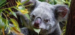 Photo of female koala, Molly, enjoys a snack of eucalyptus leaf.
