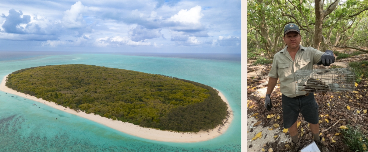 Image 1 (left): Aerial view of a small, forested tropical island surrounded by turquoise water and white sandy beaches. Image 2 (right): A Ranger stands in coastal woodland holding a metal cage trap with a black rat inside.