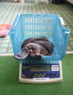 Wally the platpus being weighed in a basket on a scale.