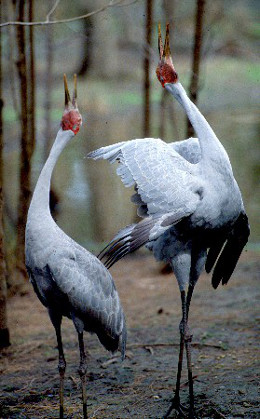 Image of 2 brolgas which are commonly seen in the Halifax Bay wetlands.