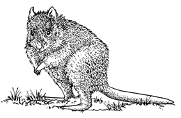 Illustration of a rufous bettong.
